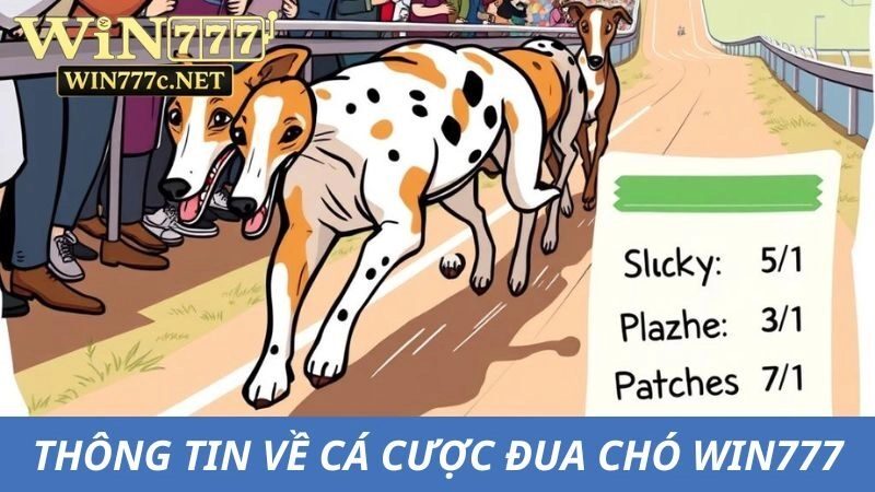 Khái quát thông tin về cá cược đua chó Win777